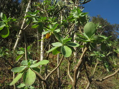 Othonna triplinervia