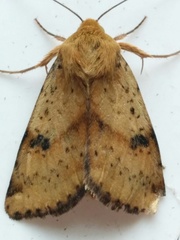 Heliothis acesias