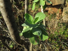 Othonna triplinervia