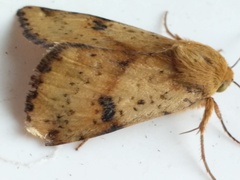 Heliothis acesias