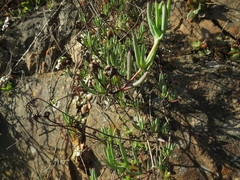Lampranthus stayneri