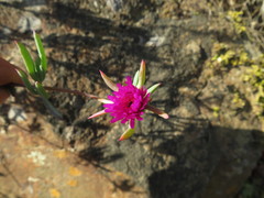 Lampranthus stayneri