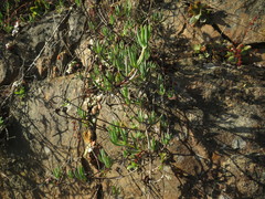 Lampranthus stayneri