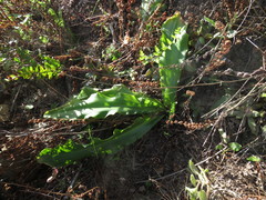 Veltheimia bracteata