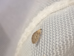 Sympherobius pygmaeus