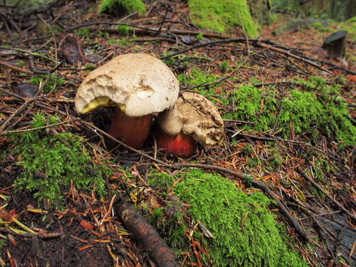 Bitter Beech Bolete
