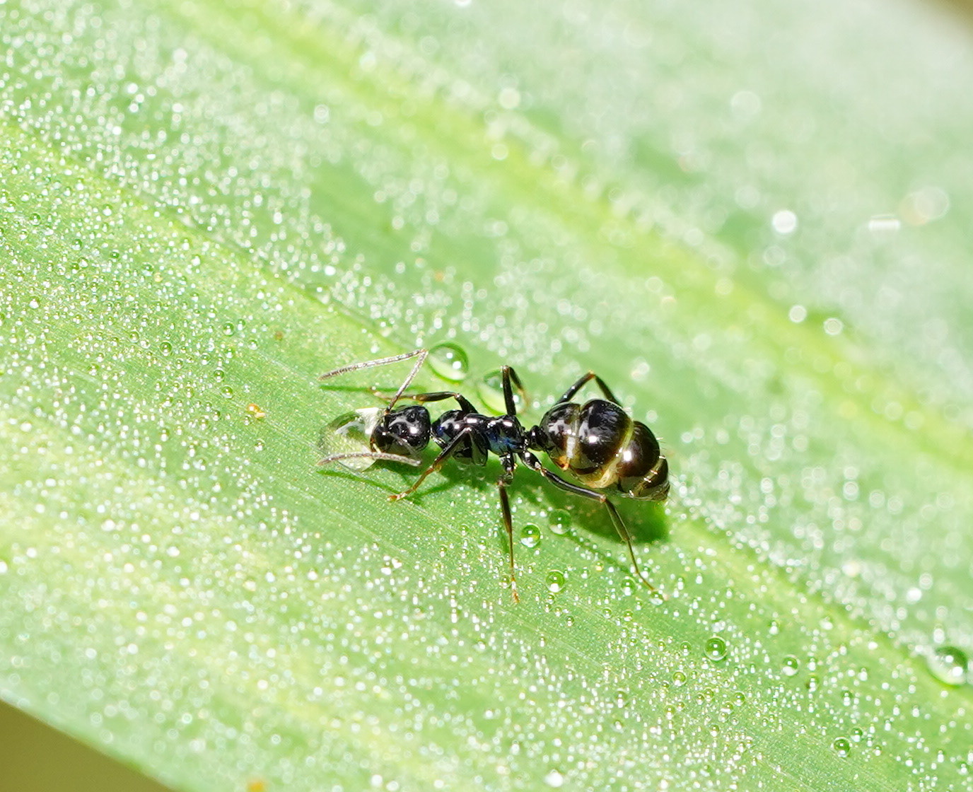 Prolasius