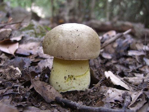 Iodine Bolete