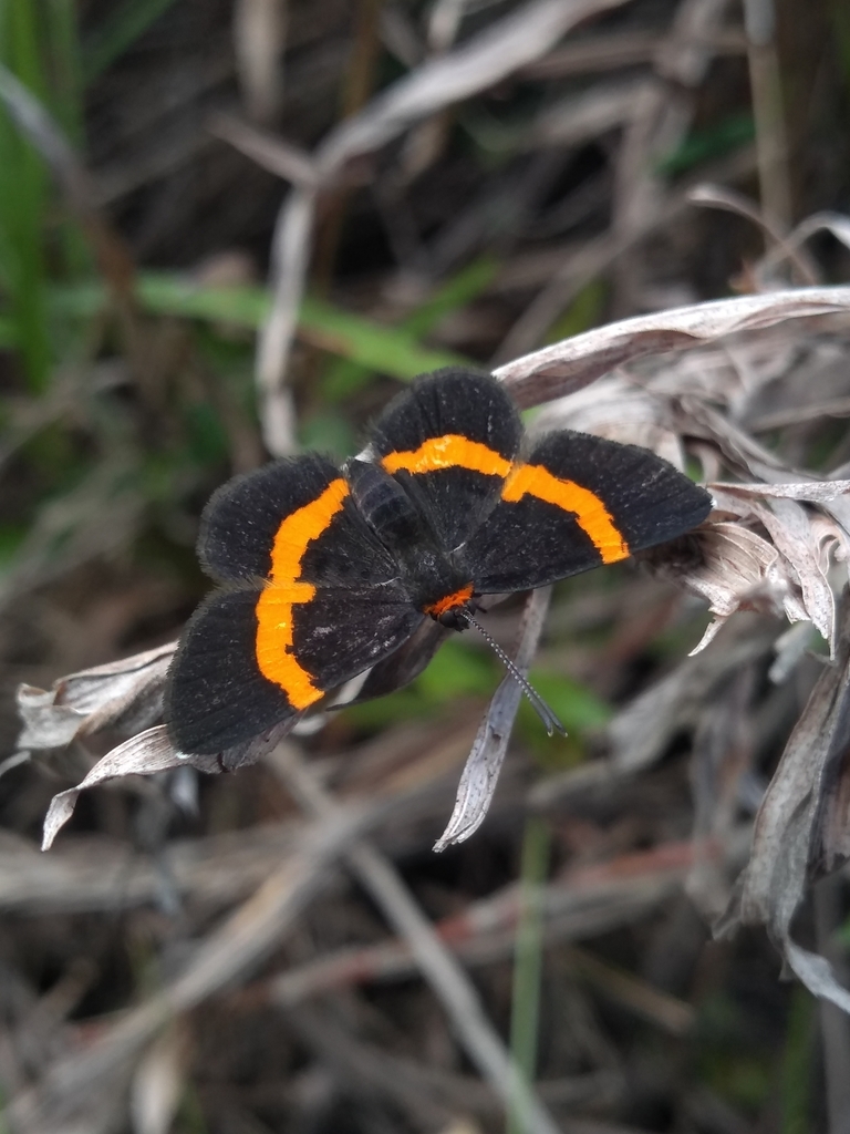 Stichelia pelotensis