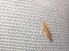 Chrysoperla lucasina