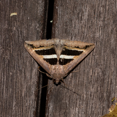Grammodes occulta