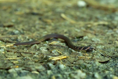Chan-ard Mountain Reed Snake