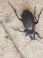 Carabus morbillosus macilentus