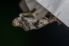 Periclystus circuiter