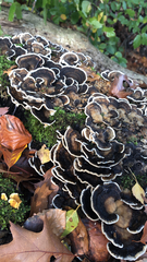 Trametes versicolor