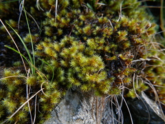 Breutelia chrysocoma