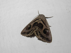Cometaster pyrula