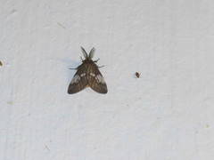 Palasea albimacula