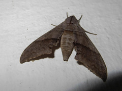 Rufoclanis
