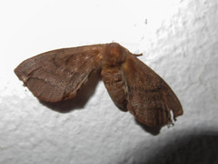 Stenoglene obtusa
