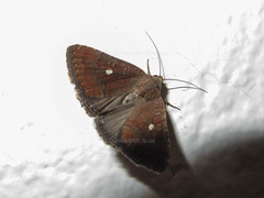 Amyna axis