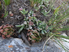 Corpuscularia angustipetala
