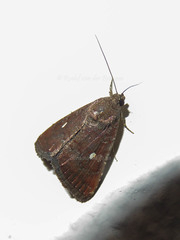 Amyna axis