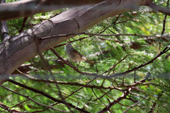 Acanthiza pusilla