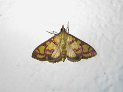 Stenochora lancinalis
