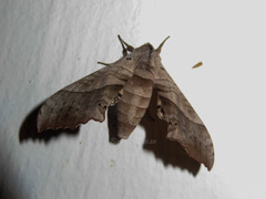 Rufoclanis