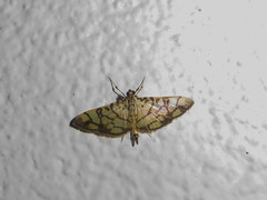Pardomima callixantha