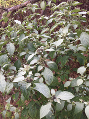 Pycnanthemum incanum