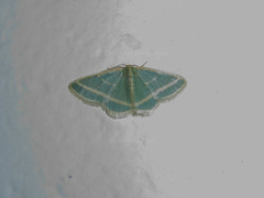 Mixocera frustratoria