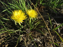 Bergeranthus vespertinus