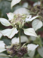 Pycnanthemum incanum
