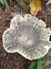 Russula parvovirescens