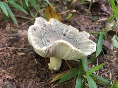 Russula parvovirescens