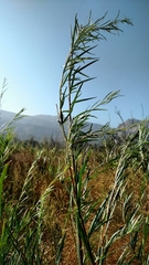 Salix exigua hindsiana