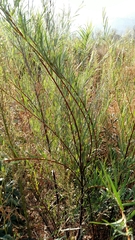 Salix exigua hindsiana
