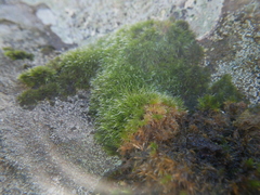 Ptychomitrium polyphyllum