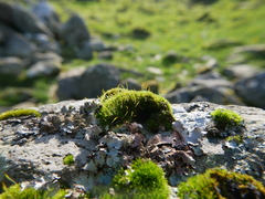 Ptychomitrium polyphyllum