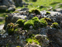 Ptychomitrium polyphyllum