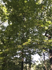 Tilia americana americana