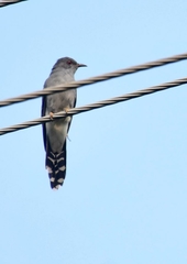 Cacomantis passerinus