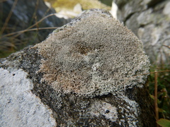 Sphaerophorus fragilis