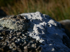 Sphaerophorus fragilis