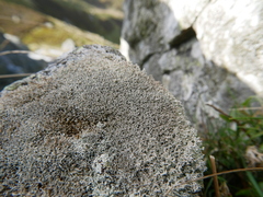 Sphaerophorus fragilis