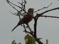 Emberiza goslingi
