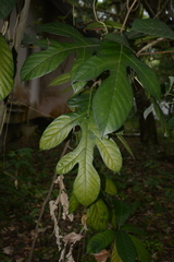 Artocarpus hirsutus