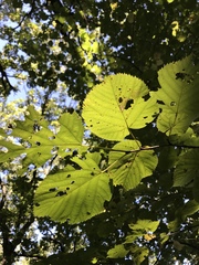 Tilia americana americana
